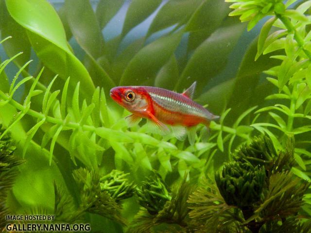 DSC04285a