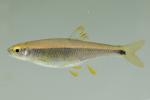 Cyprinella trichroistia female1 by JZ