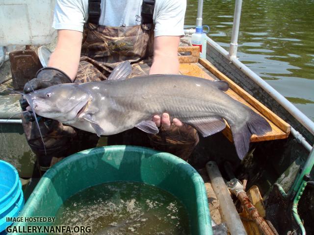 channel catfish