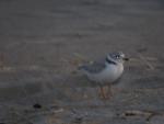 june 2 plover 1 rsz