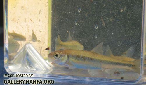 ft2 common shiner 2 rsz