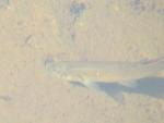 Aug 2  minnow 3 rsz