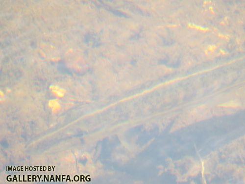 Aug 2  pickerel 3 rsz