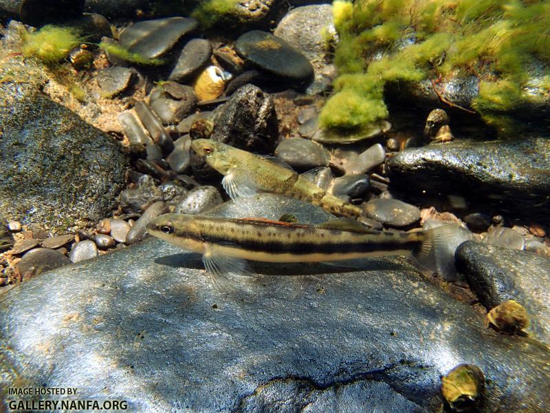 Snail Darter