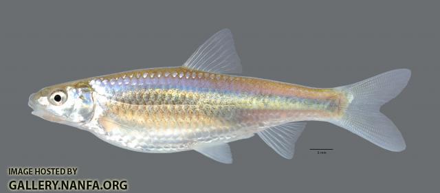 Hybognathus nuchalis Mississippi Silvery Minnow scale 