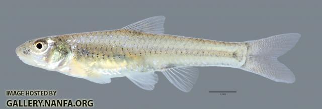 Notropis sabinae   Sabine Shiner scale 793