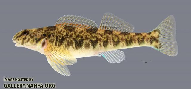 Etheostoma blennioides  Greenside Darter 364 ws