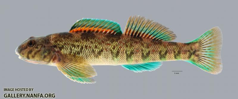 Etheostoma blennioides Greenside Darter 428 ws