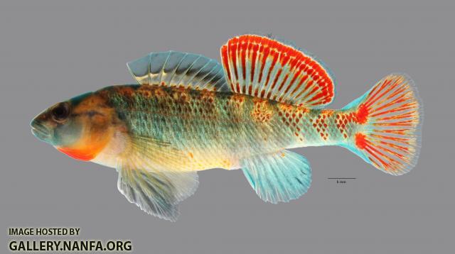 Etheostoma cf spectabile 1827ws