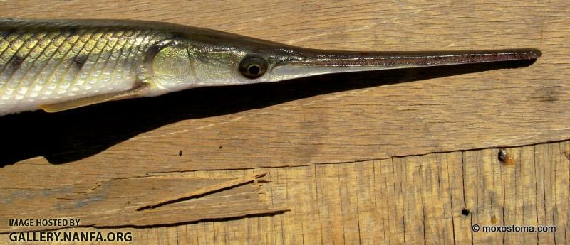 Longnose Gar (Lepisosteus osseus), Cassville, WI (6/2012)