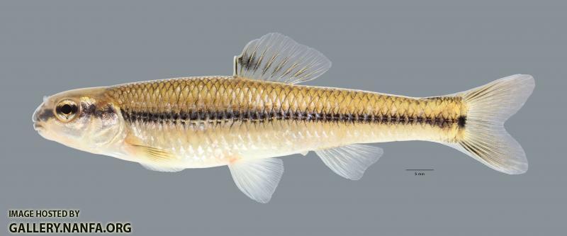 Pimephales notatus Bluntnose Minnow 4677ws