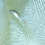 DSC00395a