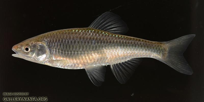 Cyprinella whipplei young male1  by BZ