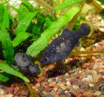 Tequila Splitfin - Zoogoneticus tequila