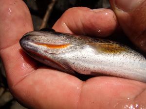 Coastal Cutthroat Trout