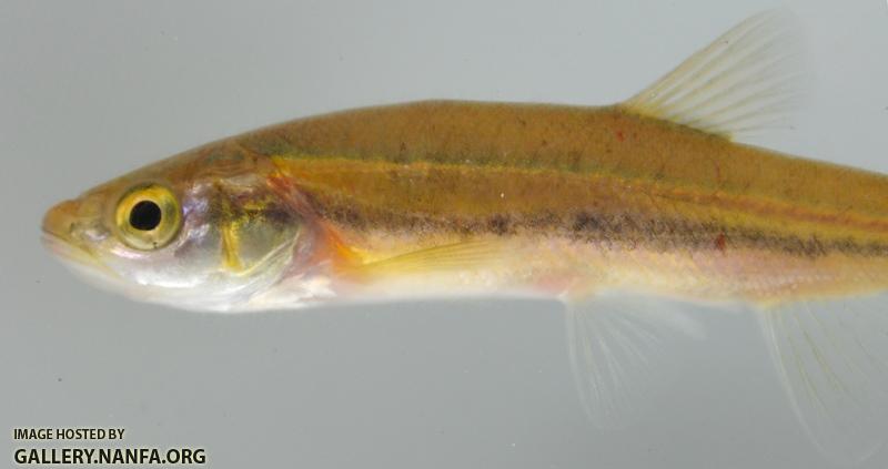 Clinostomus elongatusX Chrosomus erythrogaster2 by BZ