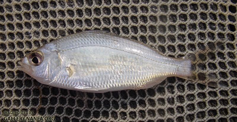 Silver Jenny