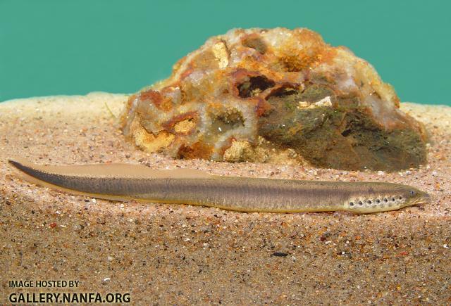 northern brook lamprey2a