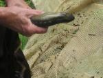 lamprey 8