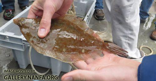 boat yellowtail 2