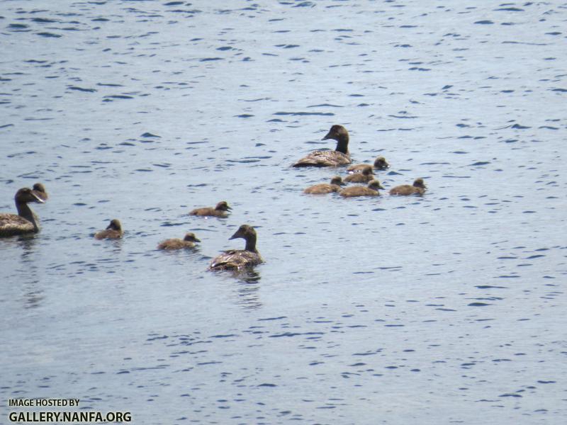 Ducklings 1