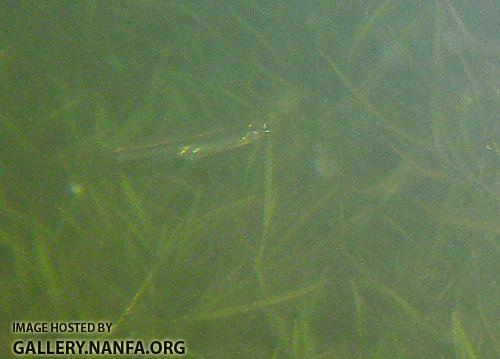 minnow