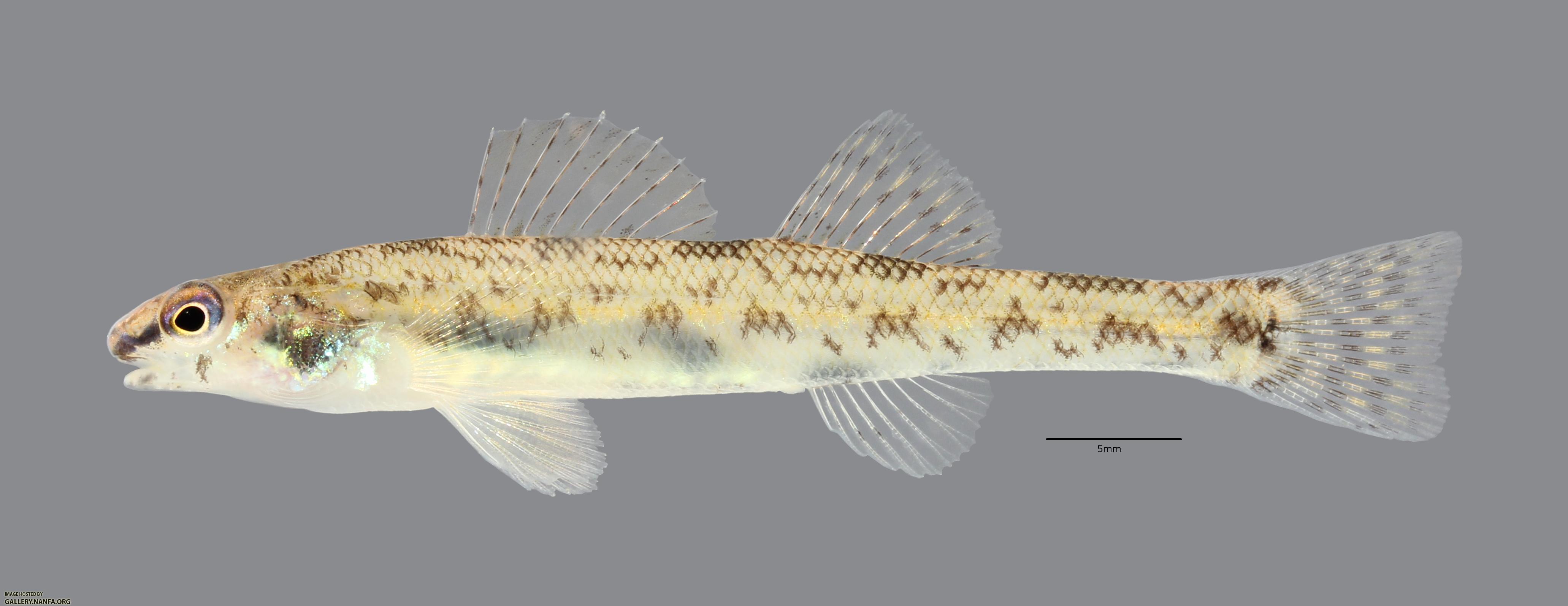 Etheostoma chlorosoma Bluntnose Darter 1558ws