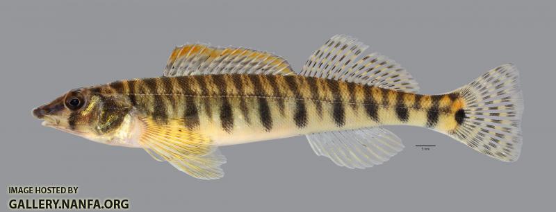 Percina caprodes fulvitaenia Ozark Logperch4177ws