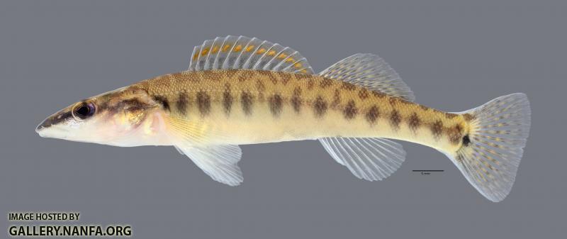 Percina nasuta Longnose Darter 4407ws