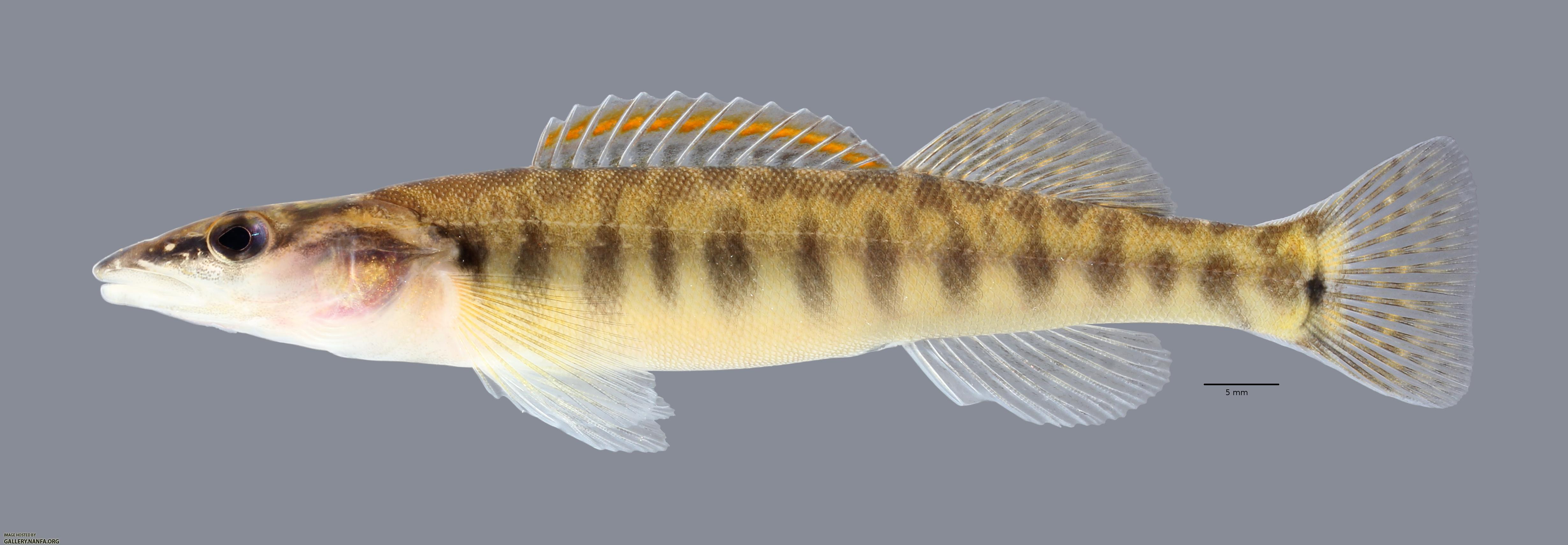 Percina nasuta Longnose Darter4340ws