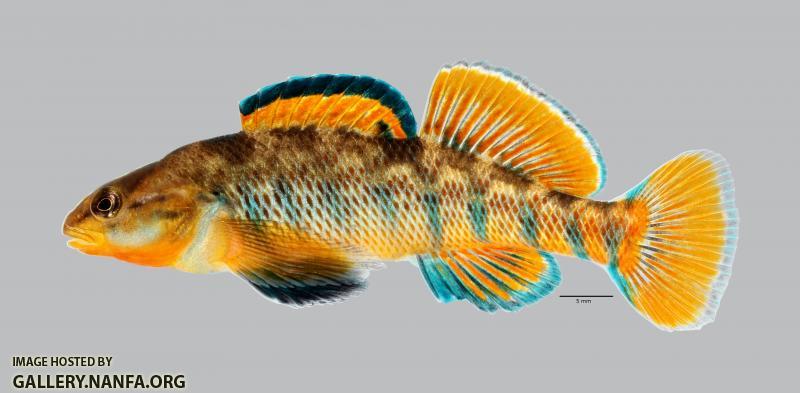 Etheostoma caeruleum Rainbow Darter 45ws