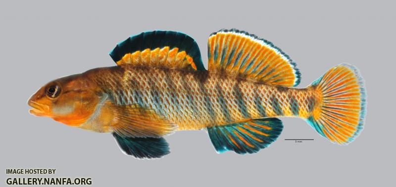 Etheostoma caeruleum Rainbow Darter 179ws