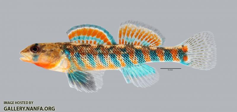 Etheostoma fragi Strawberry Darter 139ws