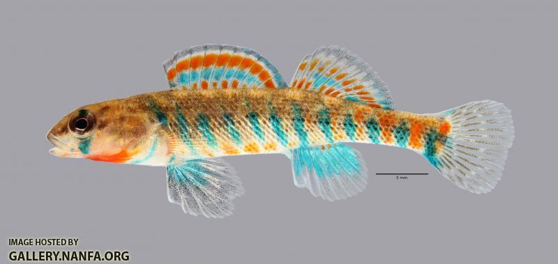 Etheostoma fragi Strawberry Darter 270ws