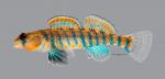 Etheostoma fragi Strawberry Darter 477ws