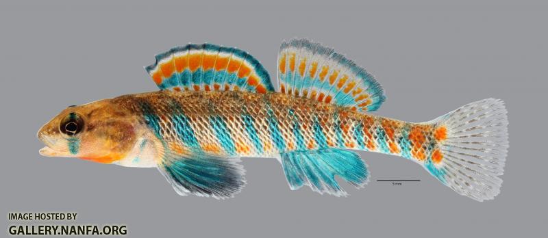 Etheostoma fragi Strawberry Darter 548ws