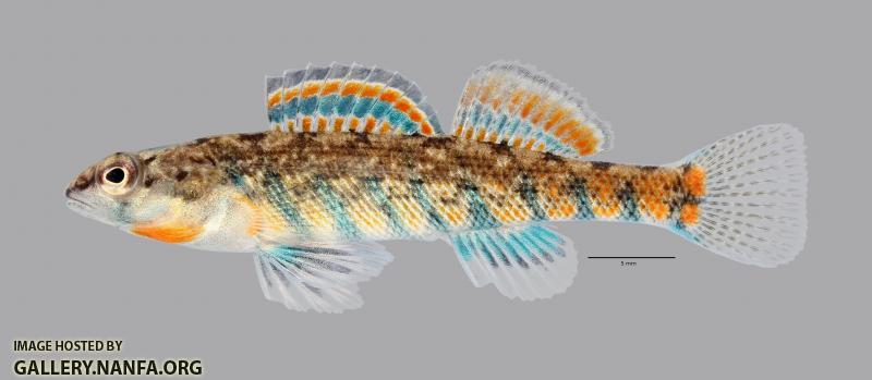 Etheostoma uniporum Current Darter 1102ws