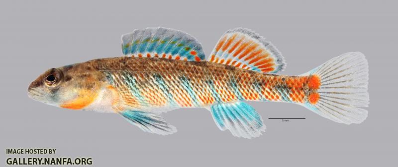 Etheostoma uniporum Current Darter 1048ws