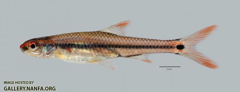 Notropis maculatus Taillight Shiner 456ws