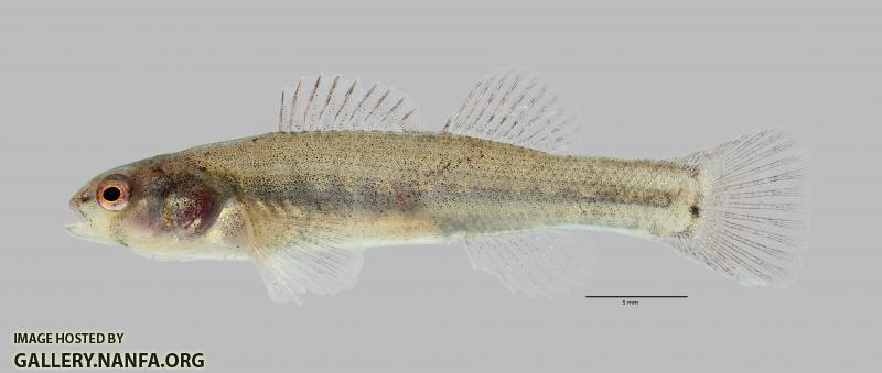 Etheostoma parvipinne Goldstripe Darter 2373ws