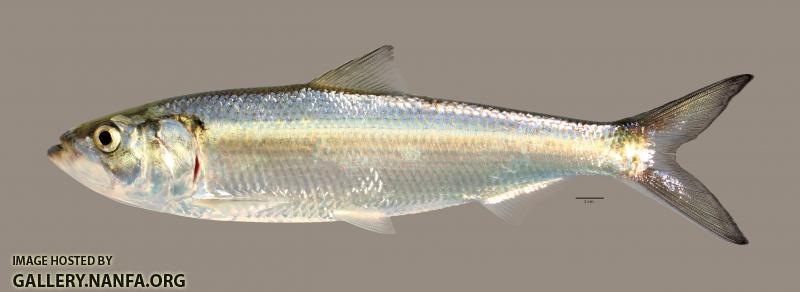 Alosa chrysochloris Skipjack Herring 3146ws