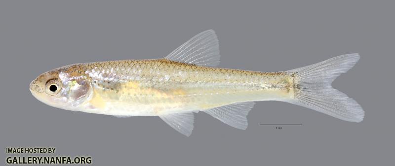 Notropis simus Bluntnose Shiner 847WS
