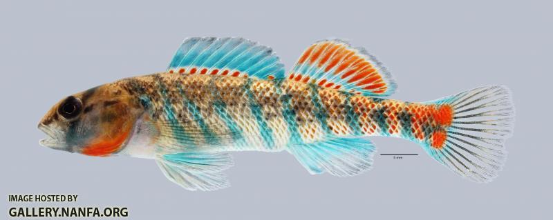 Etheostoma uniporum Current Darter 4020ws