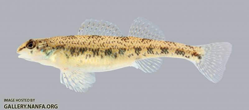 Etheostoma teddyroosevelt  Highland Darter 1924