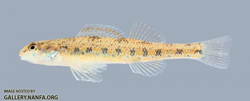 Etheostoma teddyroosevelt  Highland Darter 1932