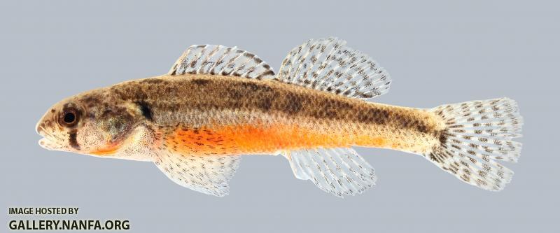 Etheostoma cragini Arkansas Darter 1287