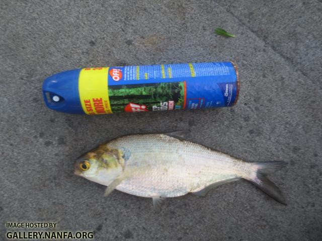 Gizzard Shad
