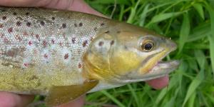 Brown Trout