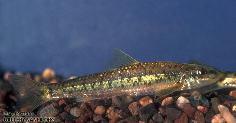 Gravel Chub4b