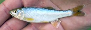 Spotfin Shiner